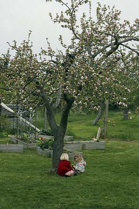 Orcas Montessori School has launched the “Appleseed Fund” to help pre-schoolers attend school.