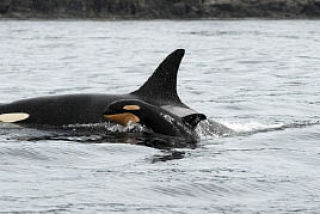 The newborn orca calf L111 next to her mother.