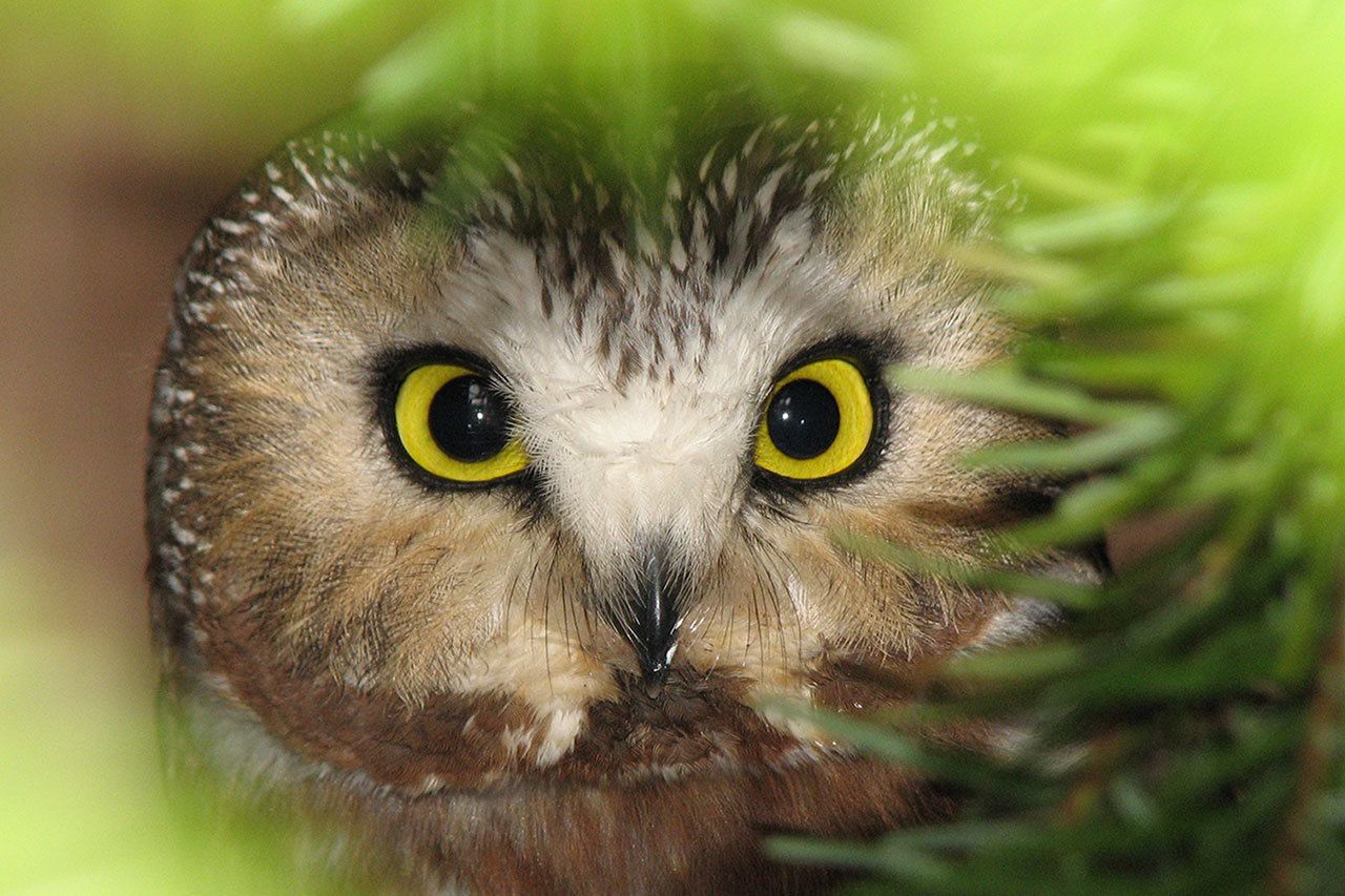 Celebrate Christmas with Wolf Hollow