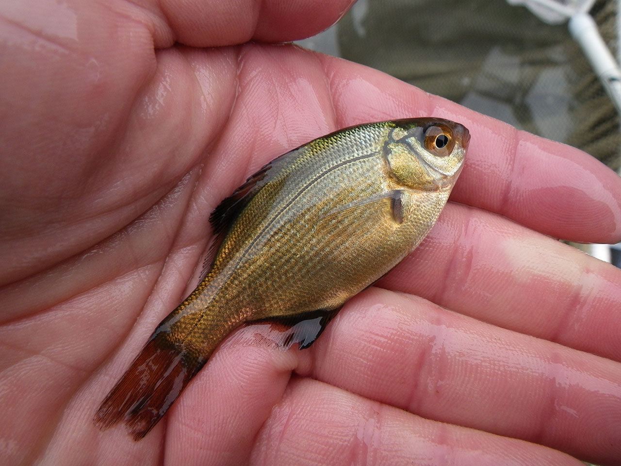 A young striped perch.