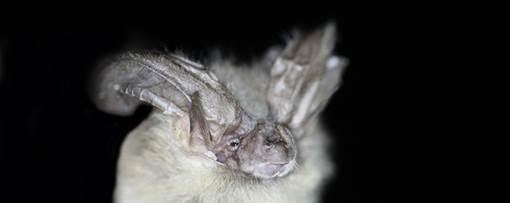 Contributed photoThe Townsend’s Big-Eared Bat is one of the San Juan Islands species Kelly is studying.