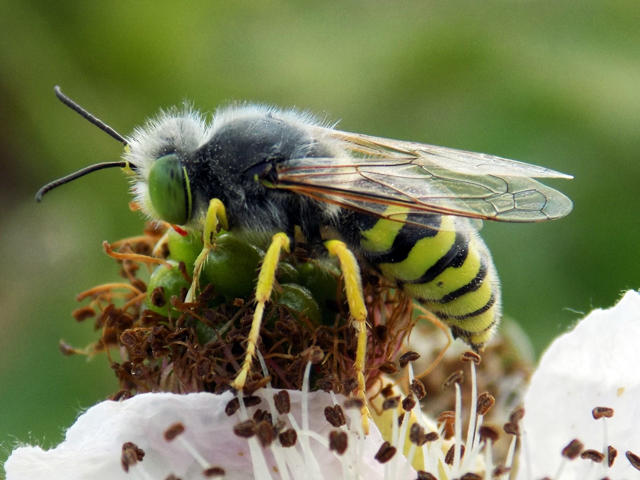 New book features island pollinators