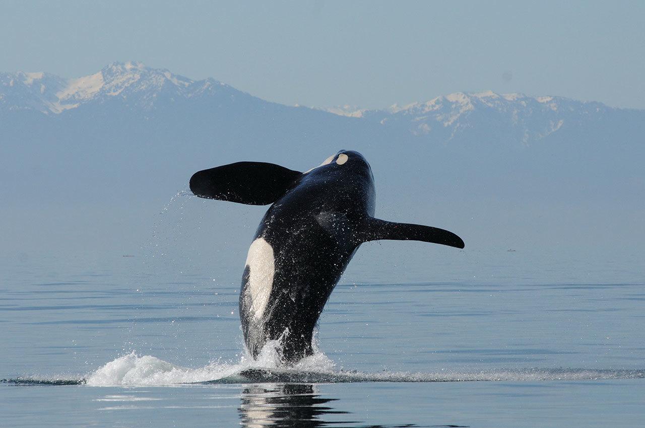Orca from Salish Sea found dead in Canada