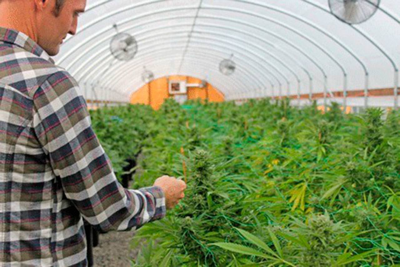 Staff photo                                San Juan Sungrown&rsquo;s David Rice inspects the progress of marijuana plants under cultivation in a greenhouse at the San Juan Island production facility in mid-October 2015.