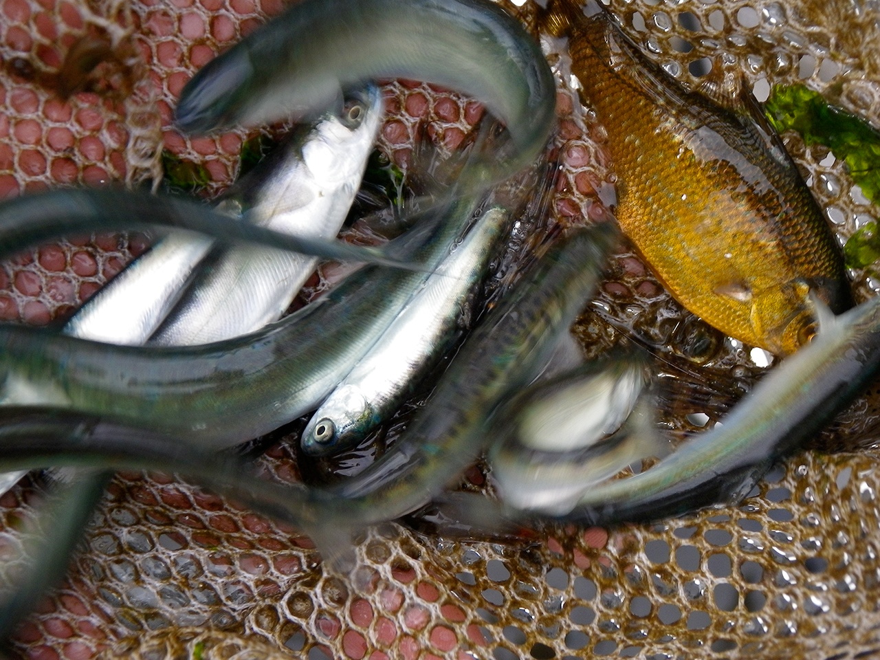 Gulf herring windfall gives stressed Chinook salmon a break