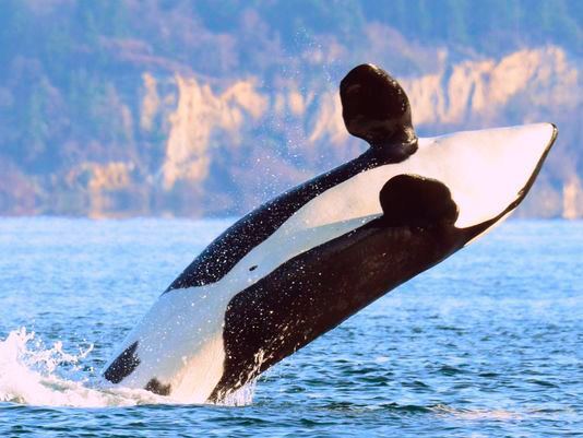 Contributed photo                                J2, also known as Granny