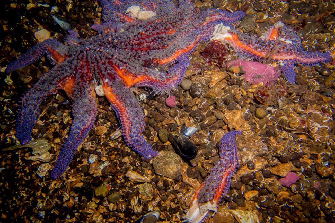 Serious concern for sunflower sea stars