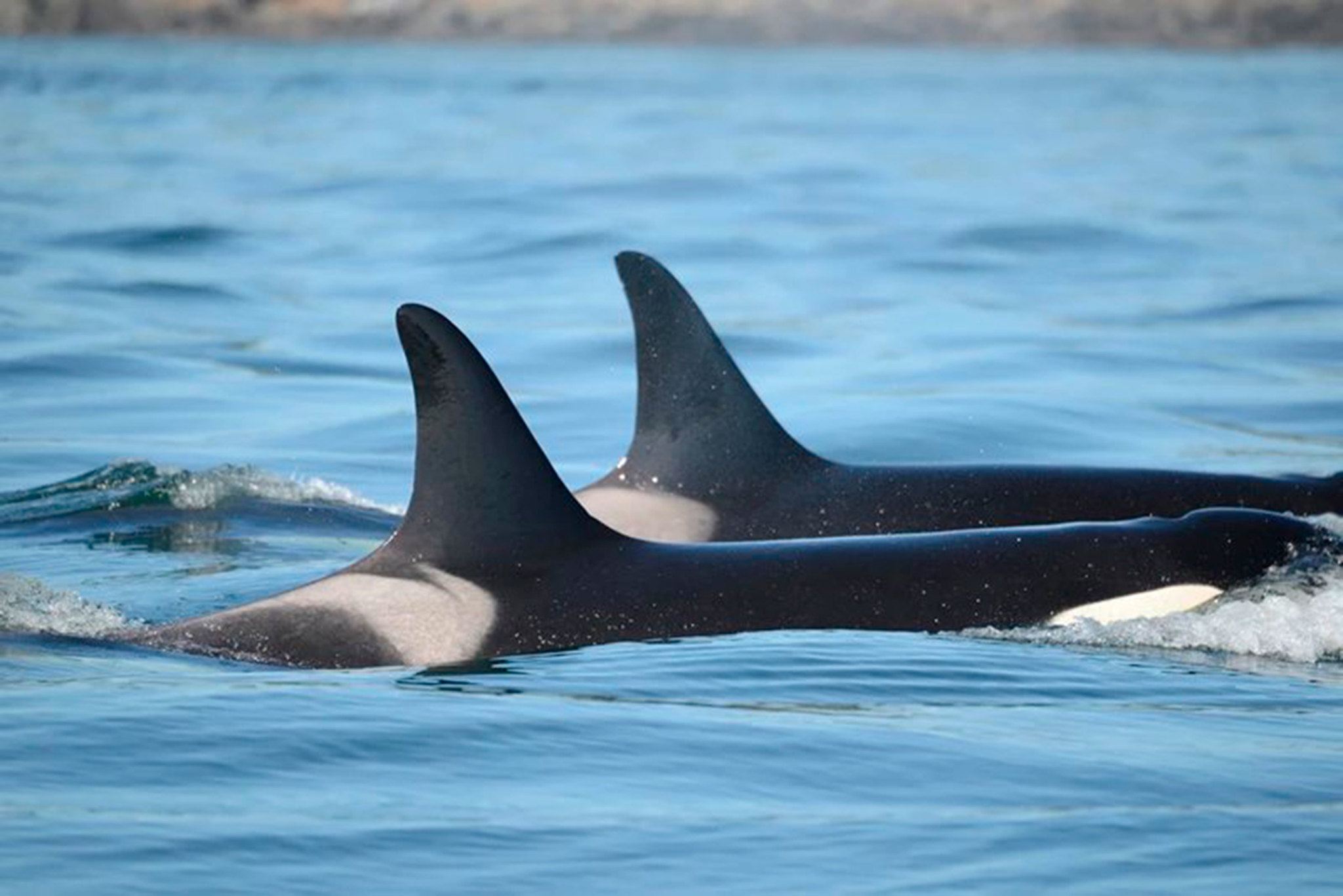 Killer whales are more loving, than deadly