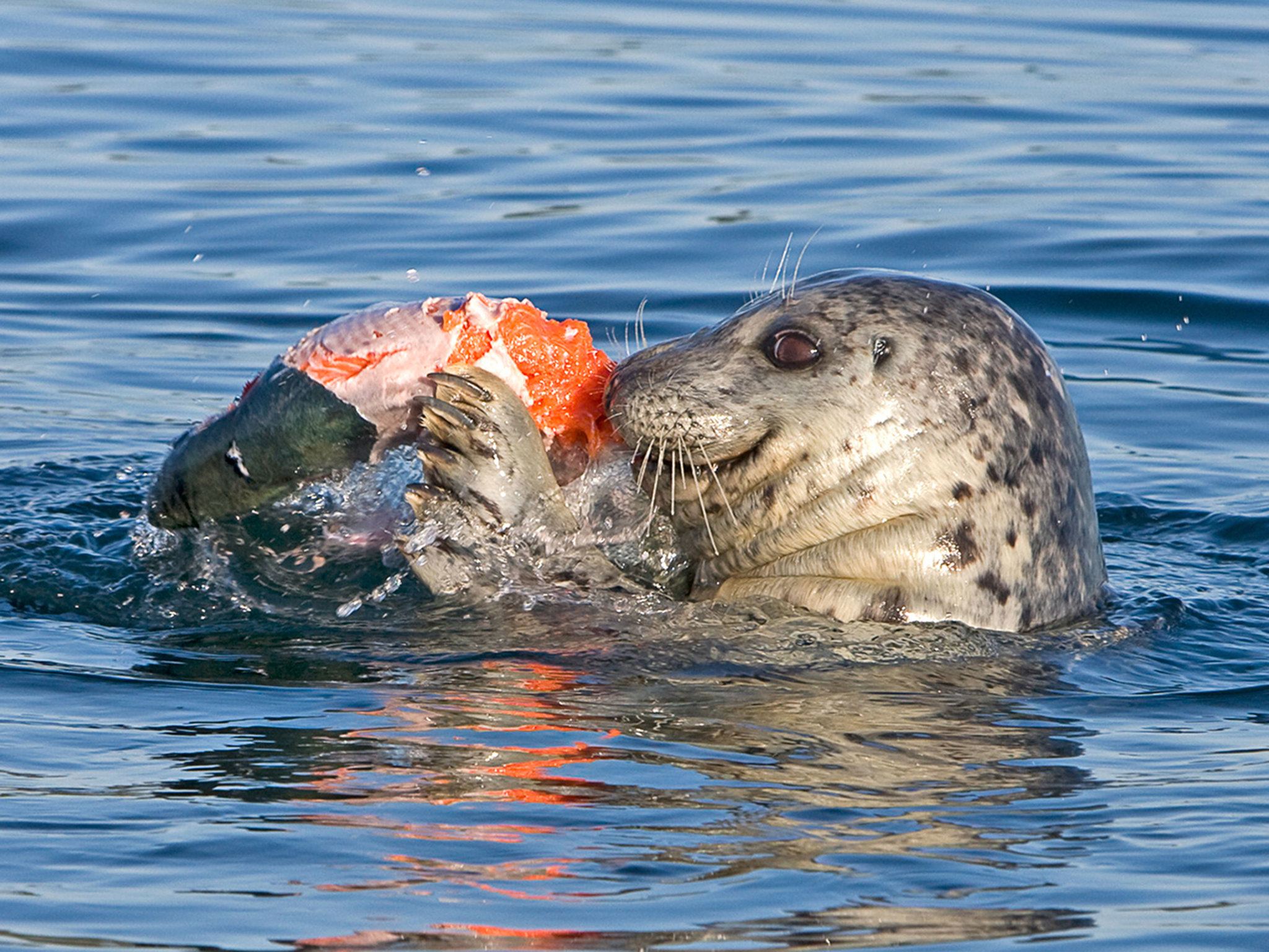 Study says seals eat more Chinook than Southern residents