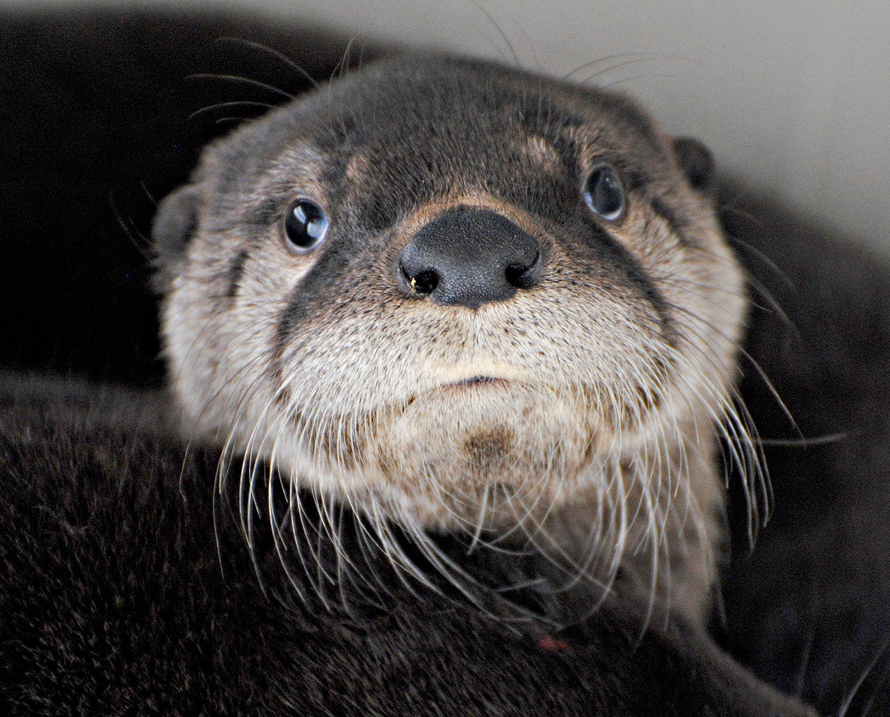 Contributed photo/Wolf Hollow                                 Female otters are now looking for birthing dens.