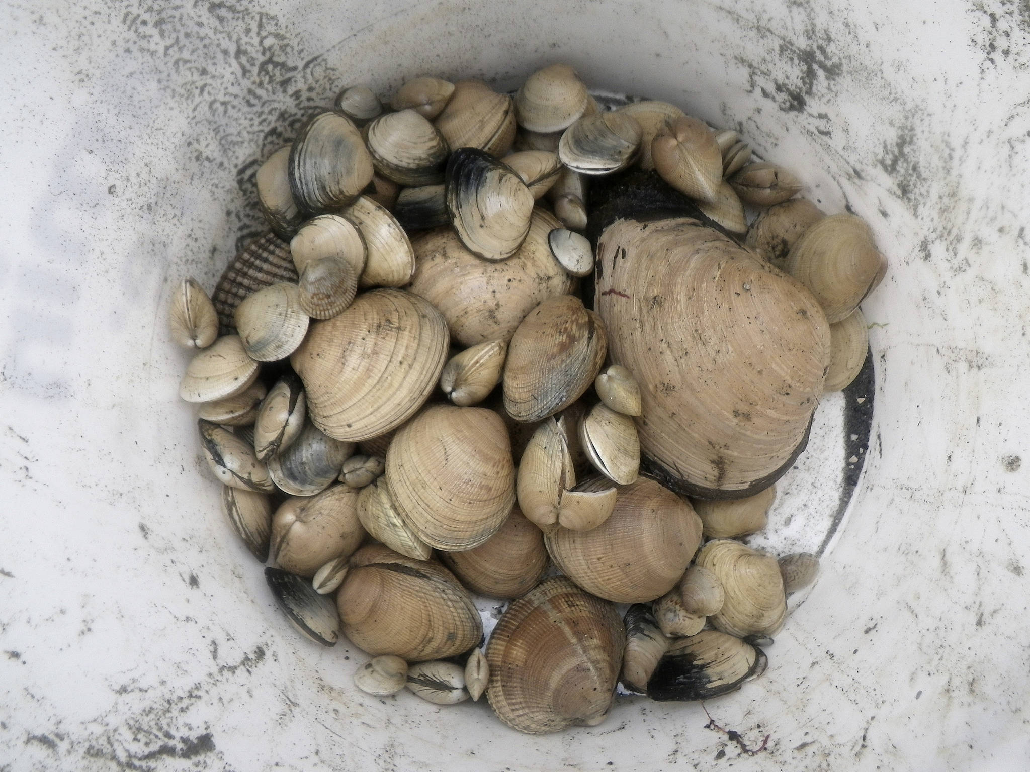 Soapy clams raise concerns for island ecosytems