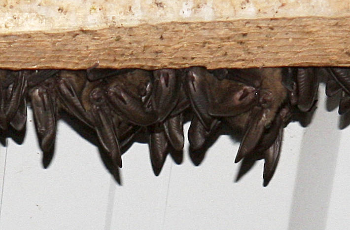 More than 100,000 bats and counting