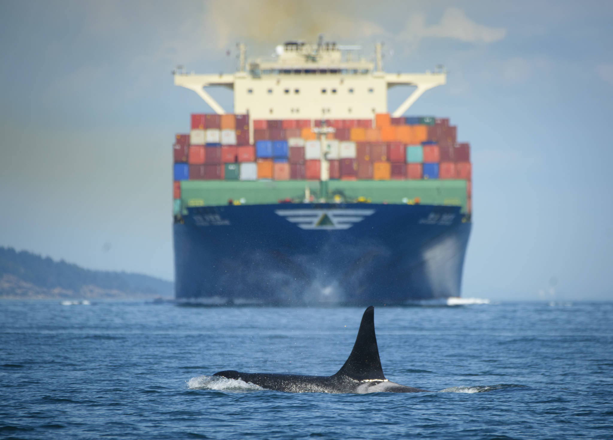 Contributed photo/ Captain Alan Niles, Maya&rsquo;s Legacy Whale Watching                                A Southern resident orca in front of a container ship.