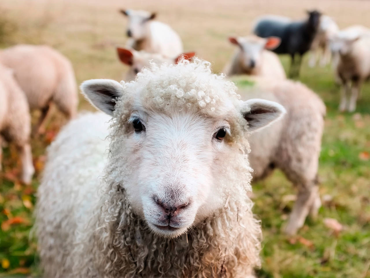 Lamb, Wool and Goat Festival