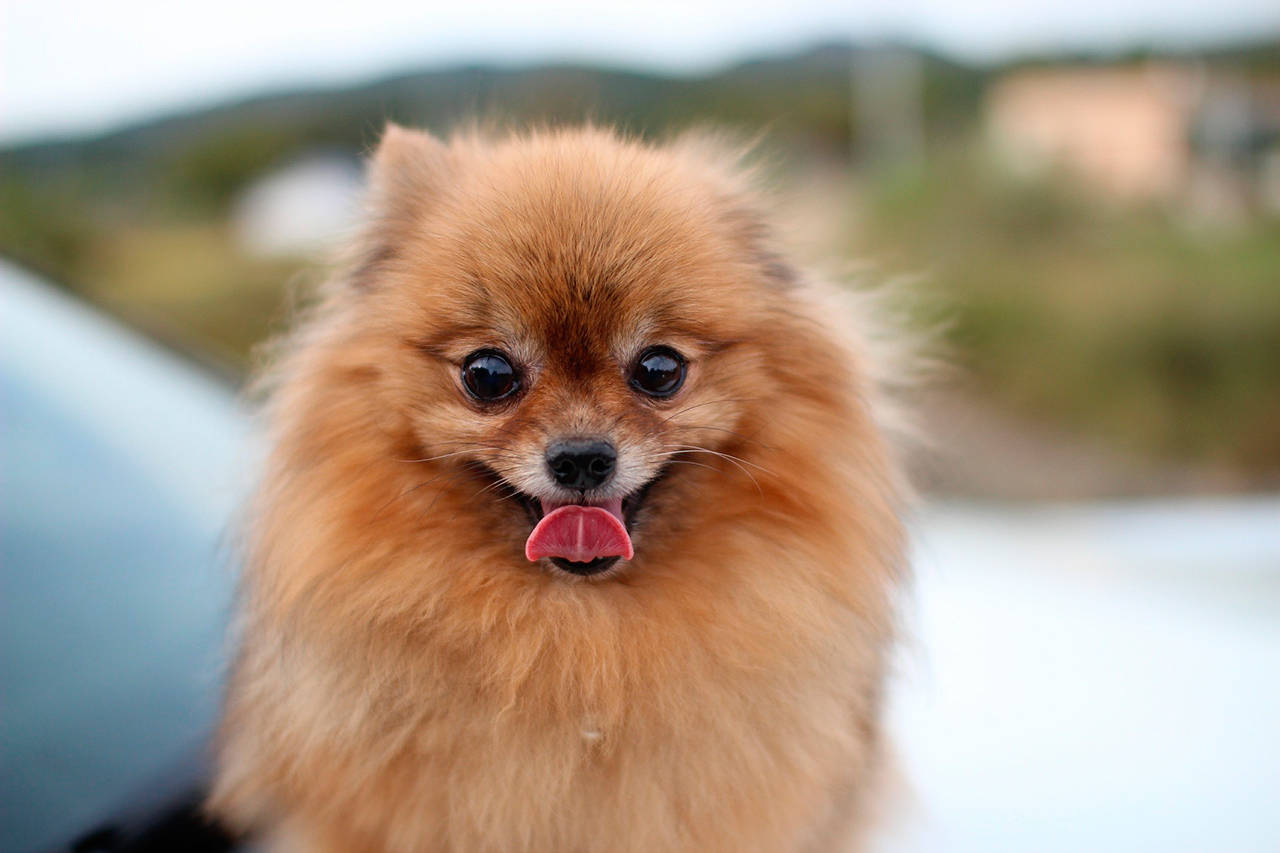 Calling all Pomeranians