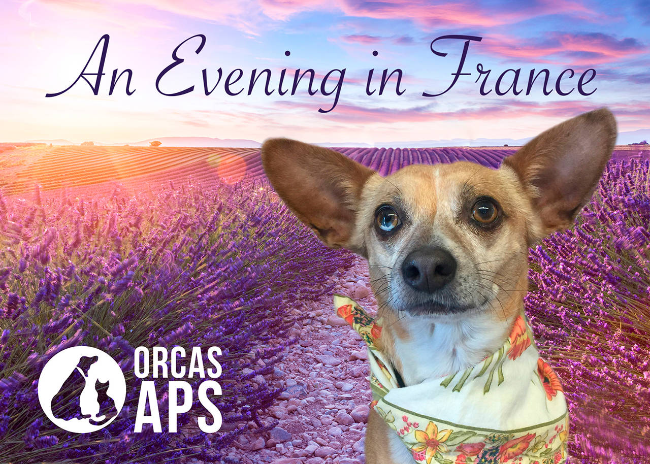 Animal Protection Society annual wine pairing dinner and auction