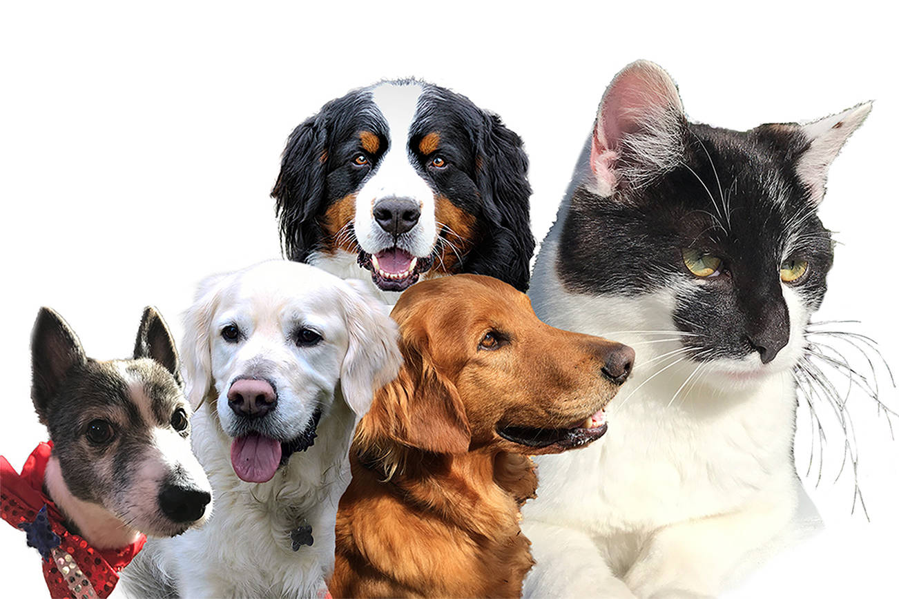 Mayor debate at The Barnacle