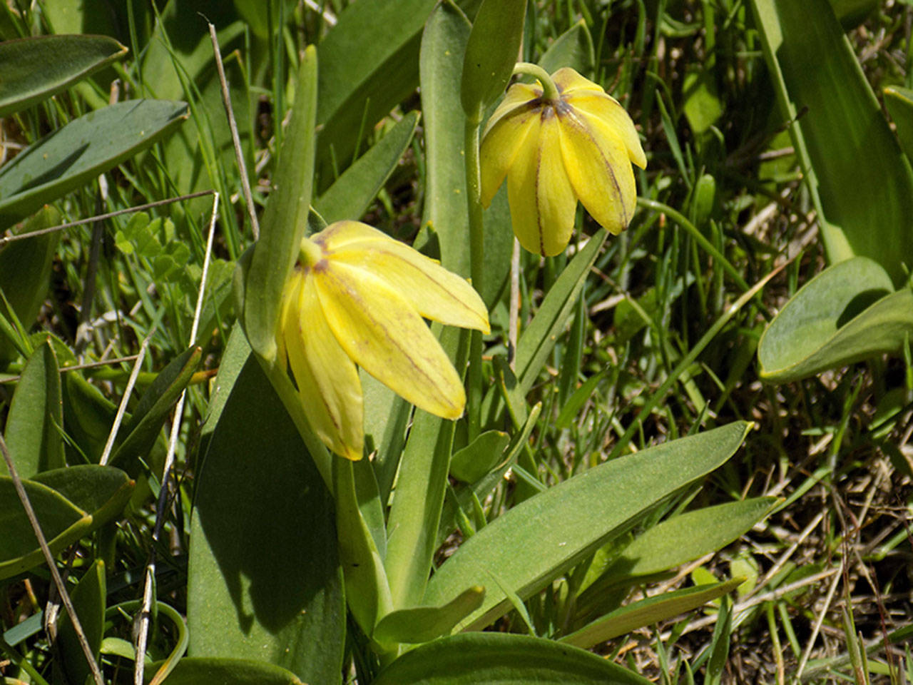 Contributed photo/Russel Barsh                                According to Russel Barsh, director of the Lopez nonprofit Kwiaht, rare yellow chocolate lilies, like the one photographed above, are found at Iceberg Point. Wildflowers, like these, could be damaged by the proposed dig, he said.