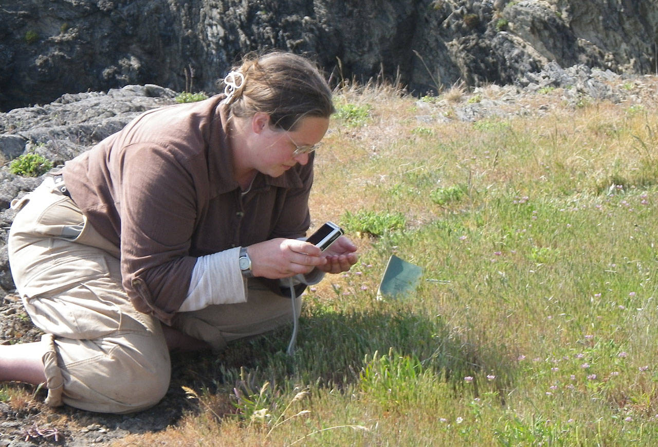 Contributed photo/Russel Barsh                                Kwiaht botanist Madrona Murphy inventories plant species at Iceberg Point in 2015 to identify trails that encroached on rare or sensitive plant species.
