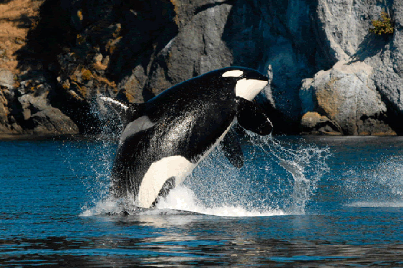 County officials discuss how to protect orcas