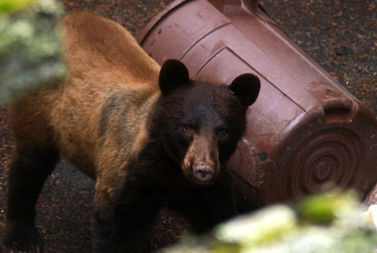 Dana Neel took this photo of the black bear on Buck Mountain, just above the intersection of Summit Road and Purdue Lake Road.