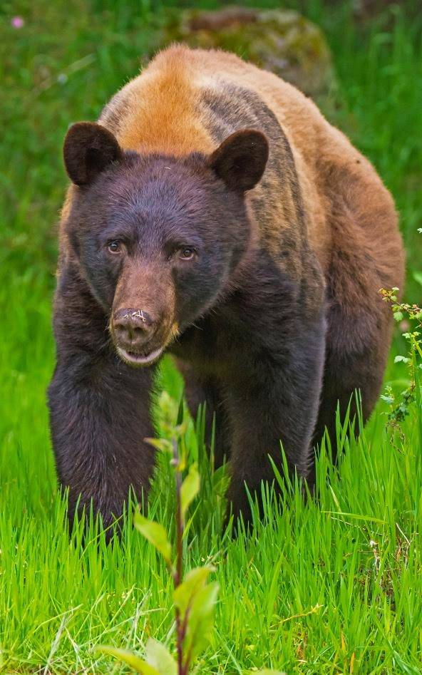 Contributed photo                                The black bear near Eagle Lake.