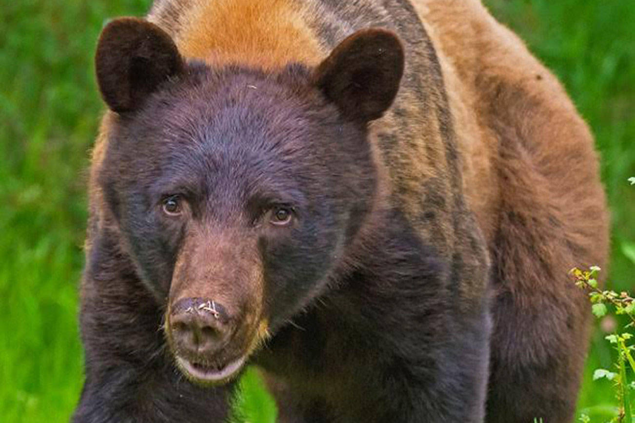 Islander records black bear in yard