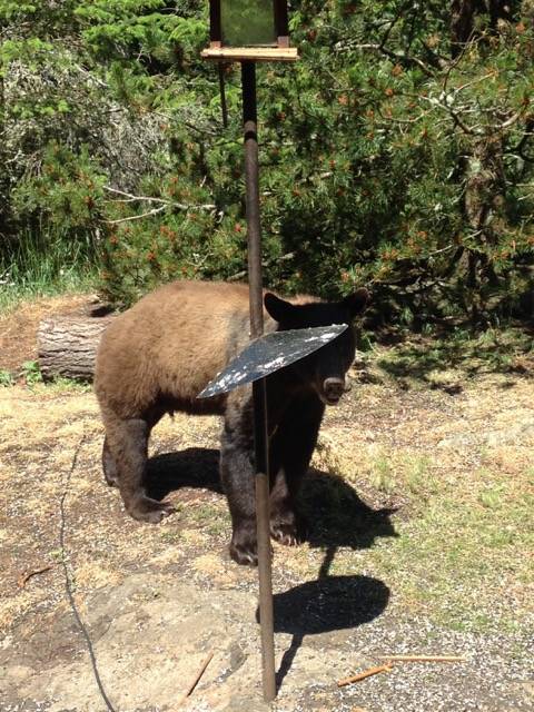 How I caught the bear who smelled like donuts