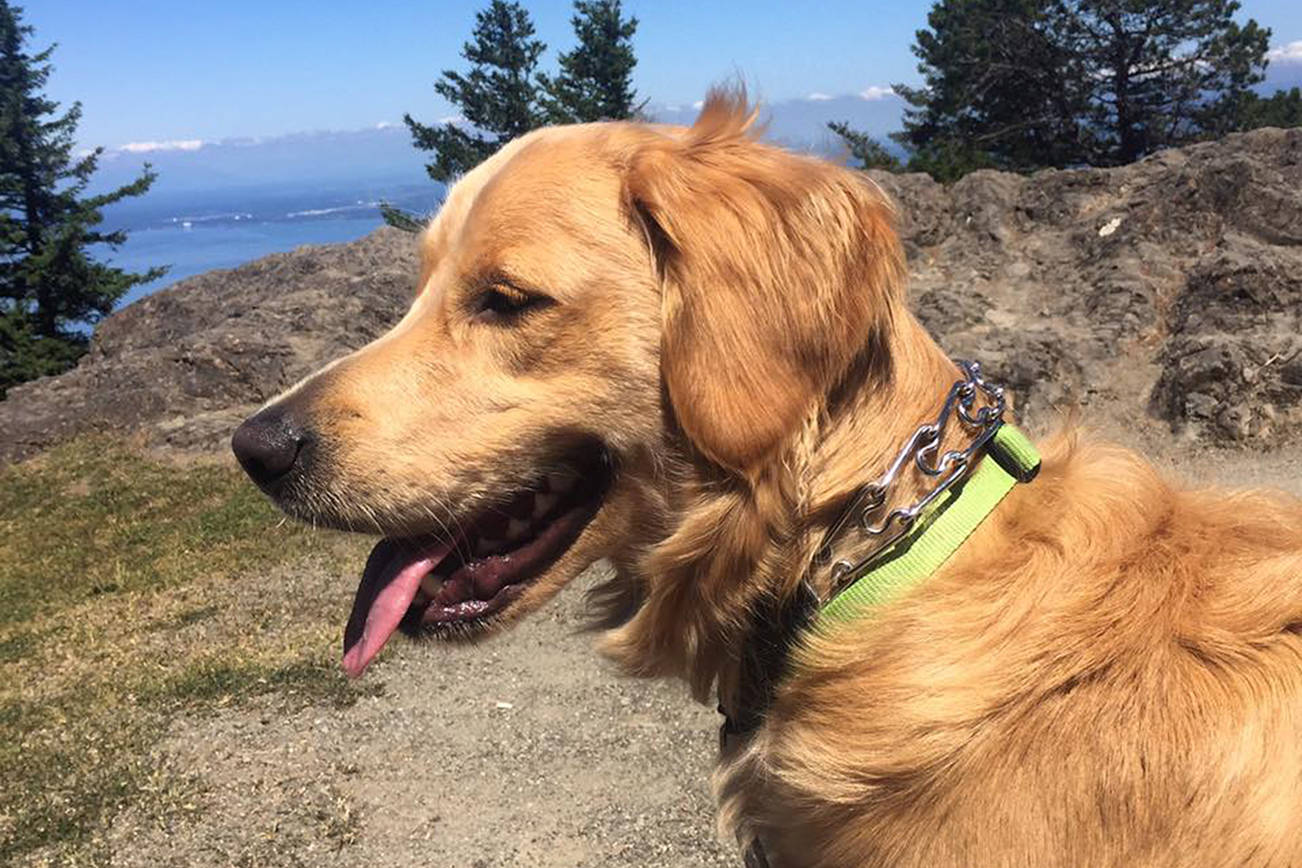 Islanders fully fund dog trap for missing Golden Retriever