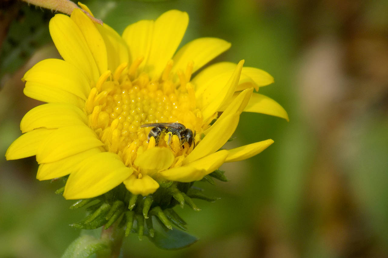 Indian Island wildflower recovery attracts bees