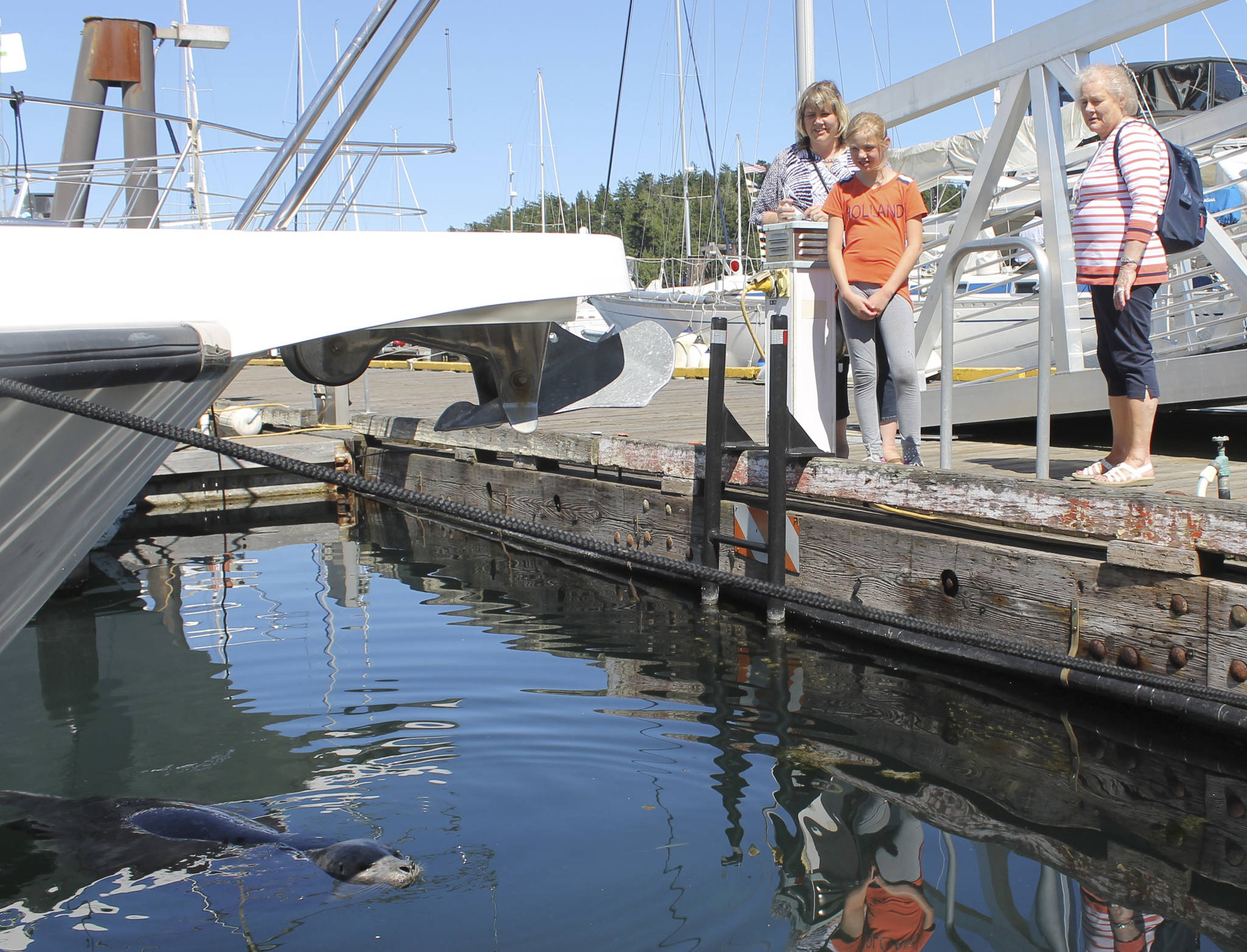 Staff photo/Hayley Day                                Popeye often draws a crowd when swimming at the Port of Friday Harbor.