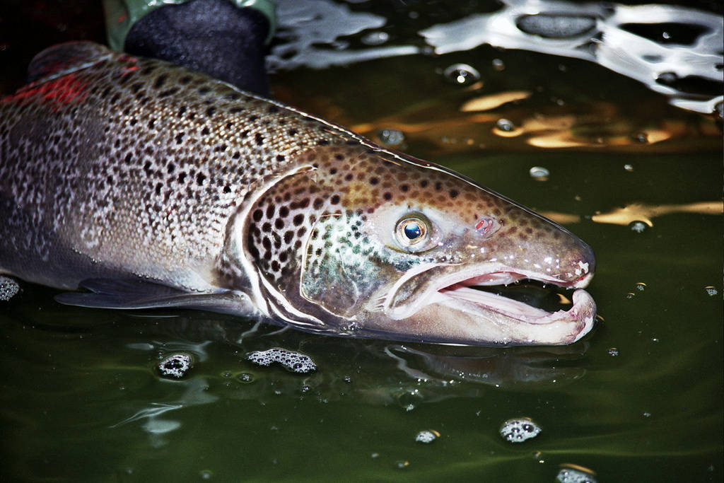 U. S. Fish and Wildlife Service photo                                An Atlantic salmon.