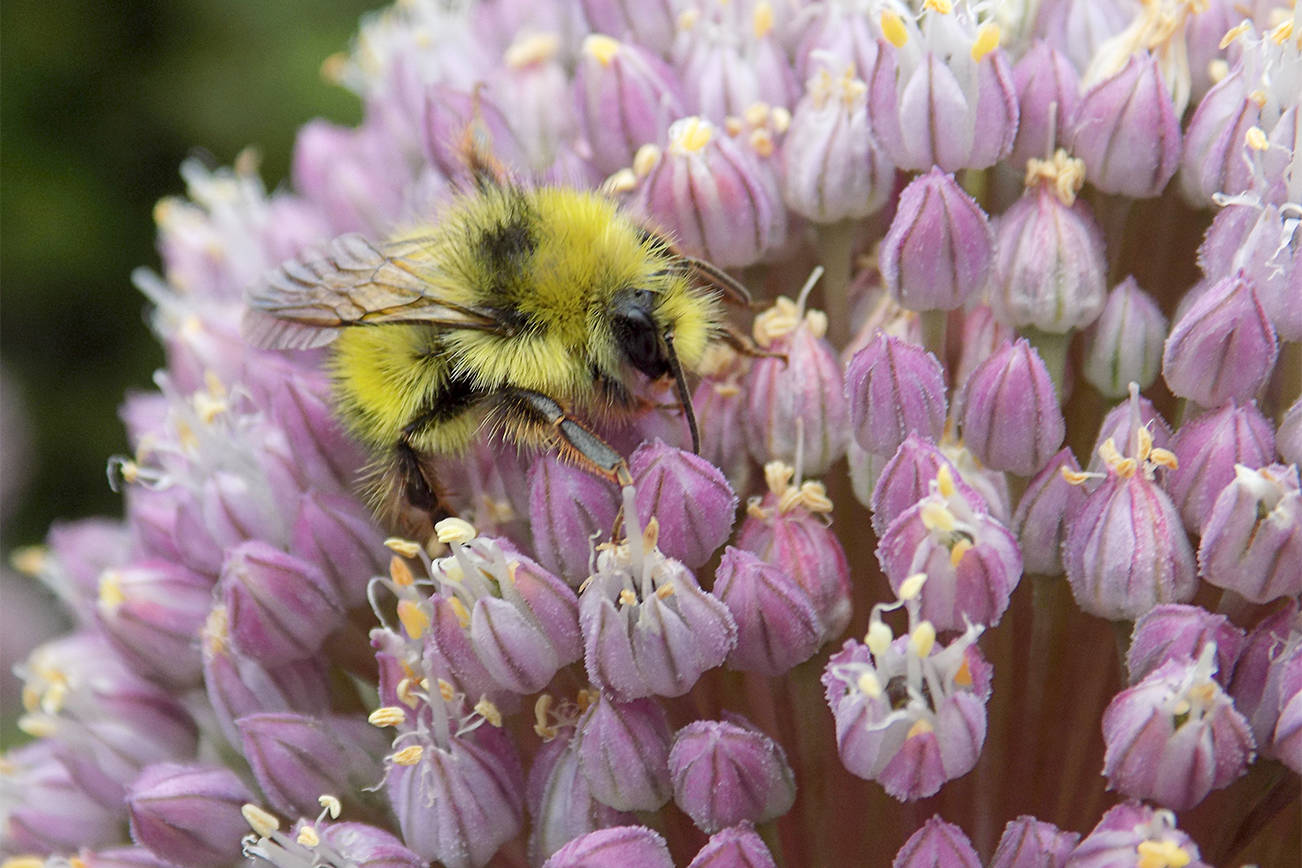 Honey bees can displace native bees Islands' Sounder