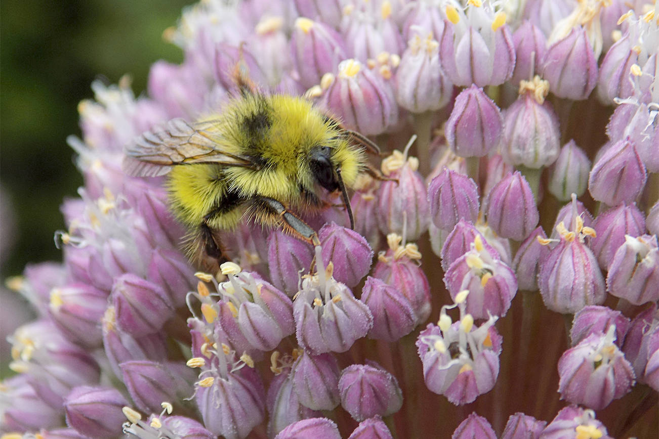 Honey bees can displace native bees