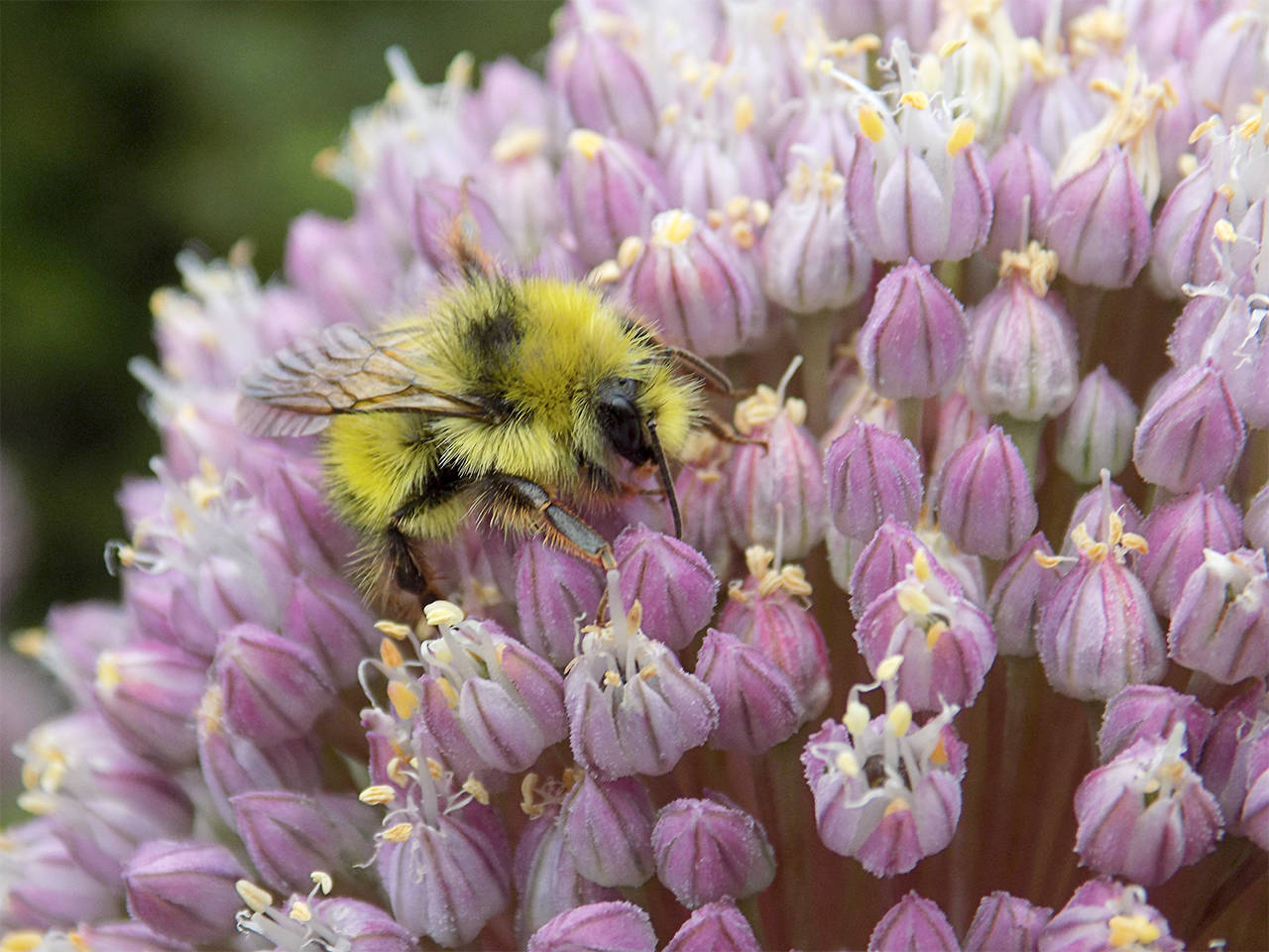 Honey bees can displace native bees
