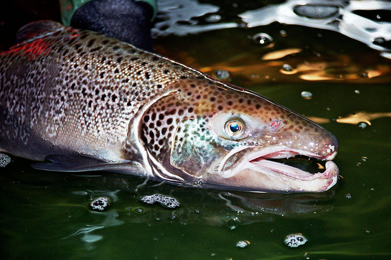 Lummi Nation fishers capture more than 43,500 Atlantic salmon