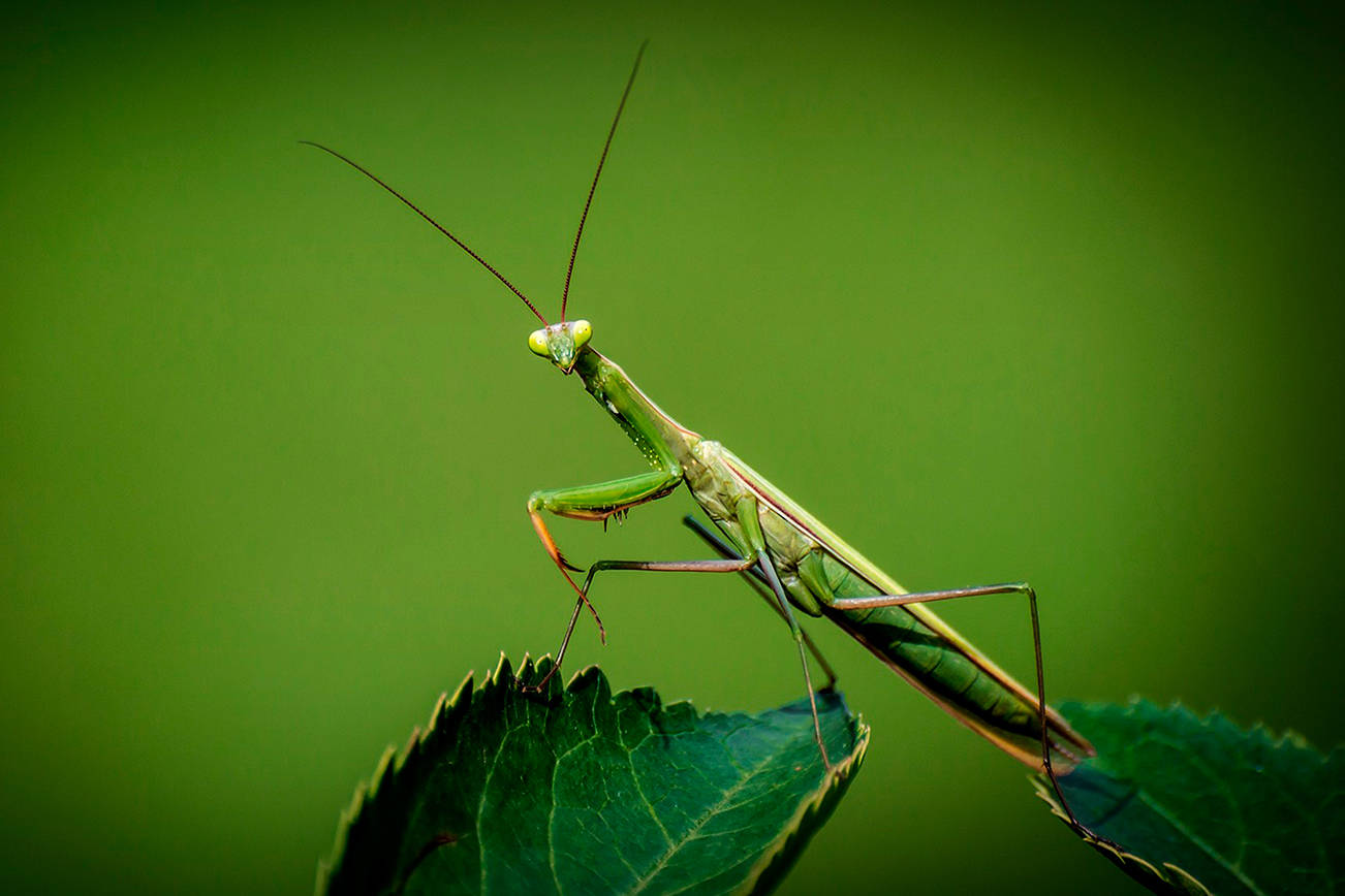 Praying Mantis: beautiful but invasive