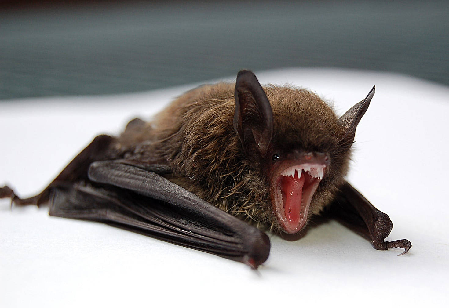 The secrets of island bats Islands' Sounder