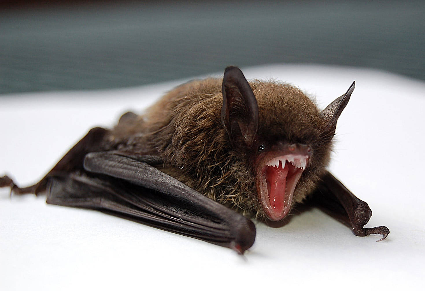 A little brown bat (Myotis lucifugus).