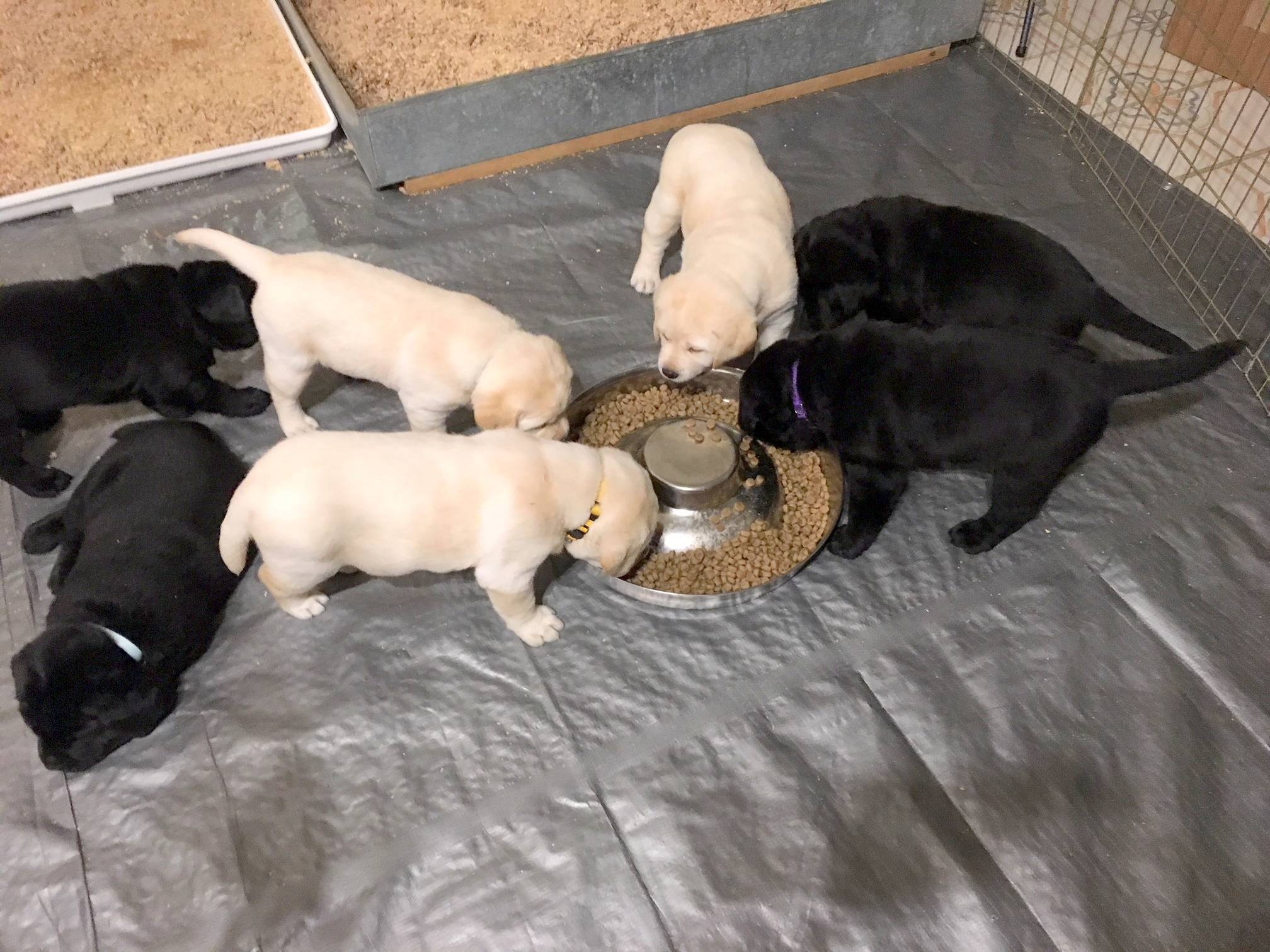 Joyful reunion just around the corner for Lopez woman and beloved dog