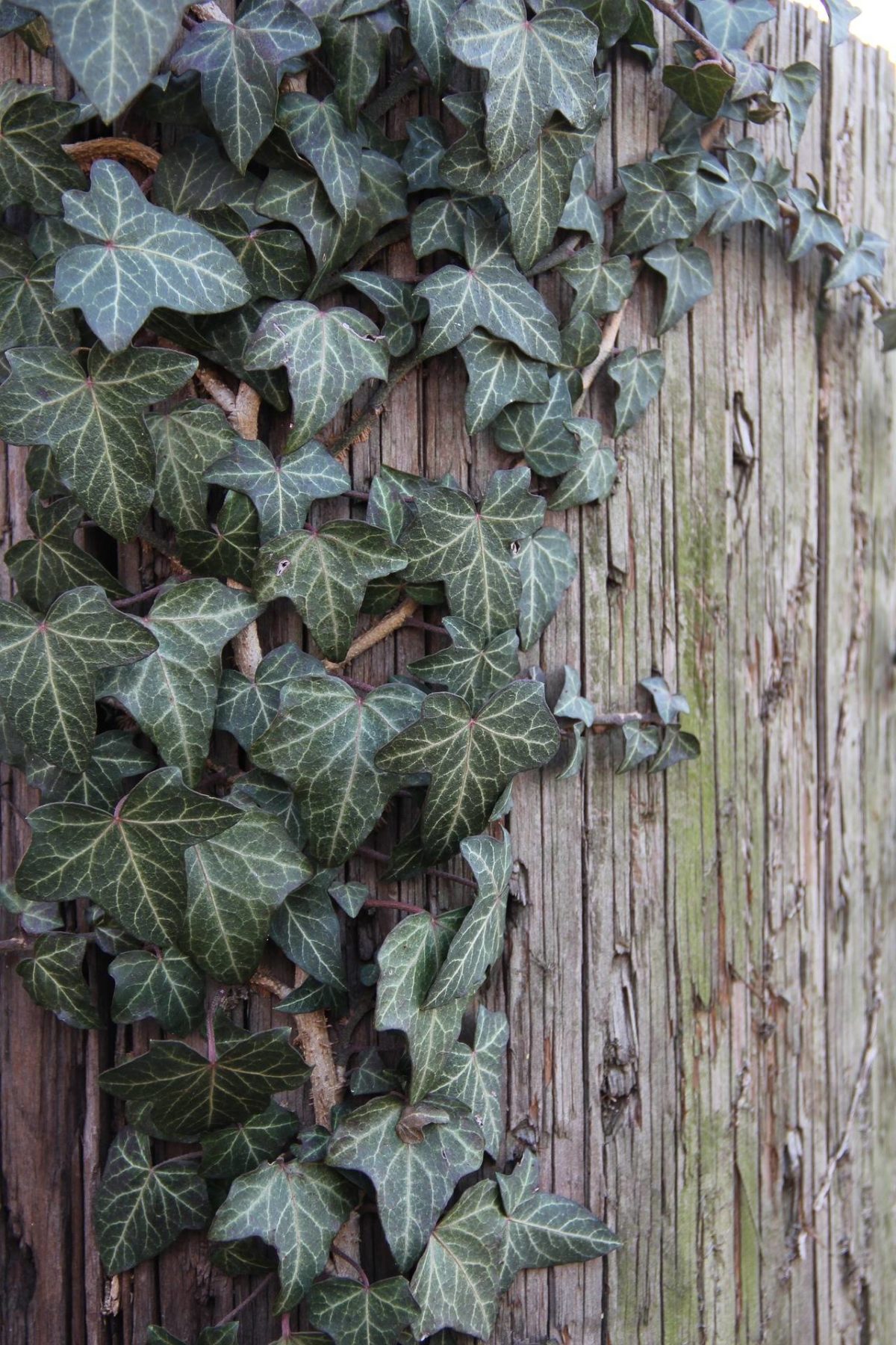 Watch out for noxious weed, English ivy Islands' Sounder