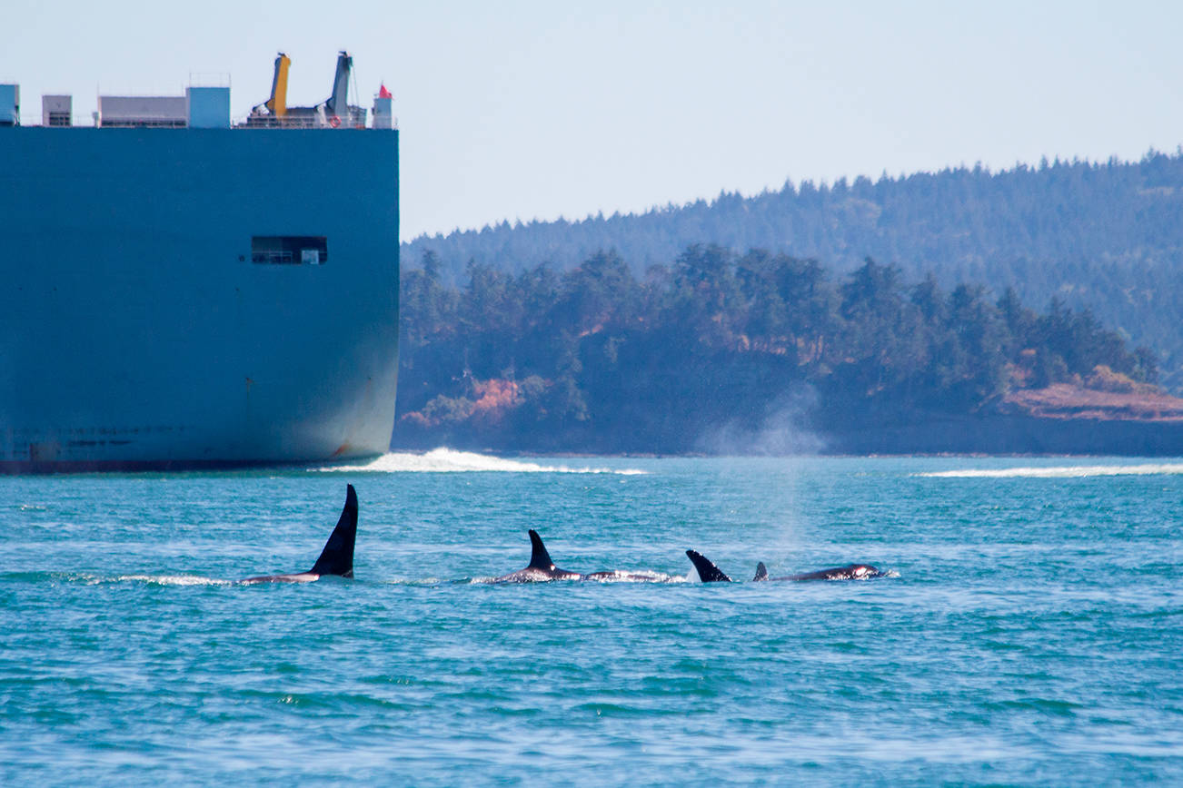 How vessel noise affects killer whales