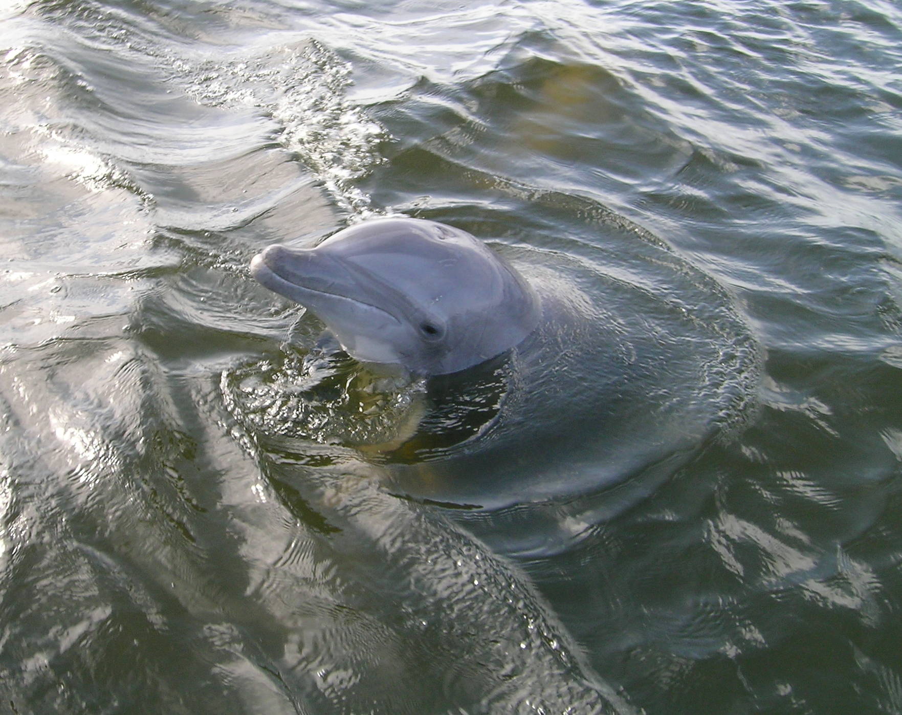 Joe Gaydos, SeaDoc Society photo                                A bottlenose dolphin.