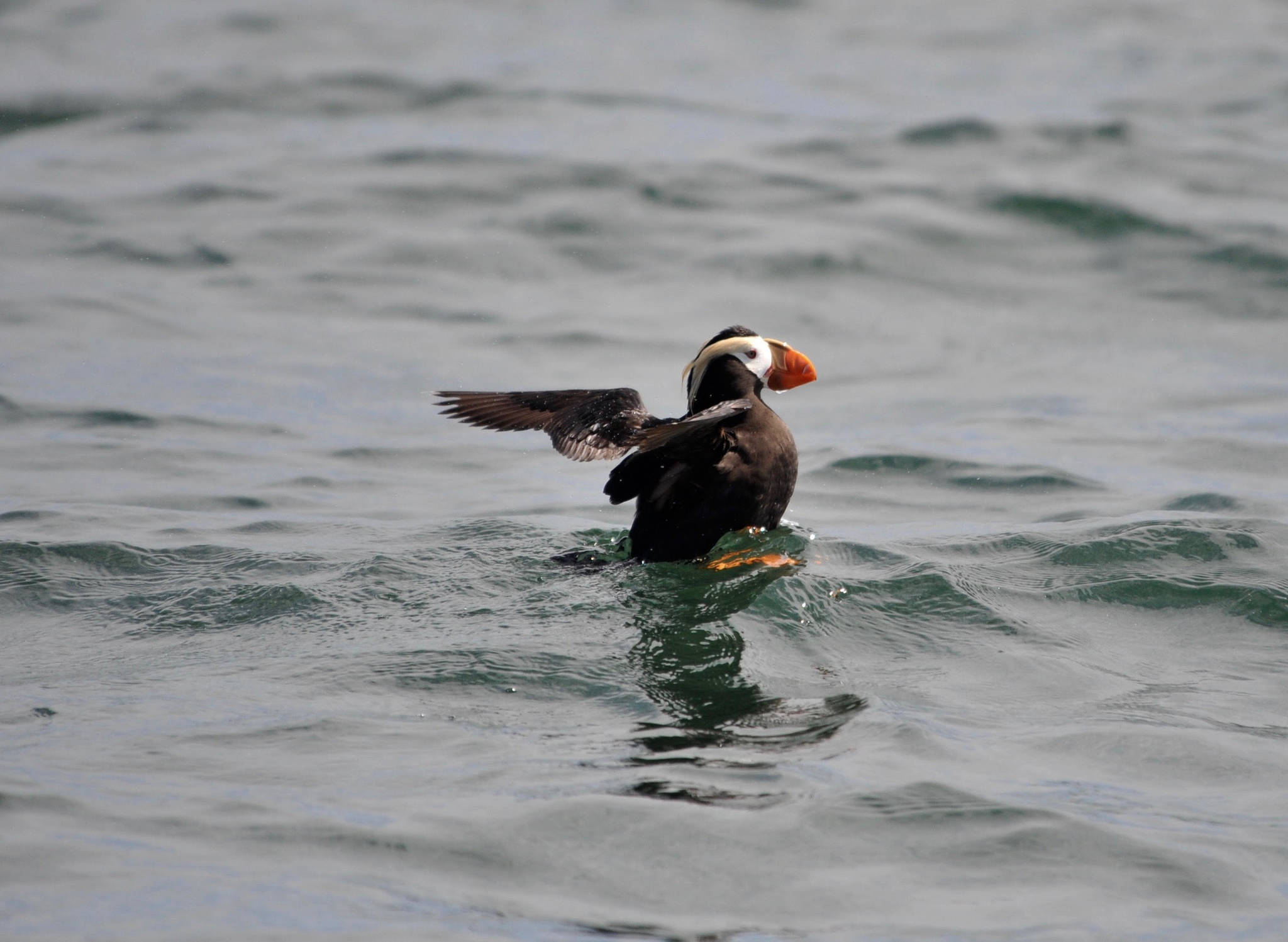 Contributed photo/SeaDoc Society                                Tufted Puffins are known for their bright orange bill.
