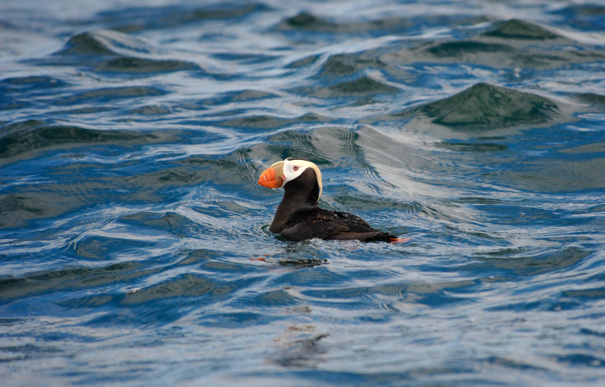 Contributed photo/SeaDoc Society                                The Tufted Puffin was added to Washington’s endangered species list in 2015.