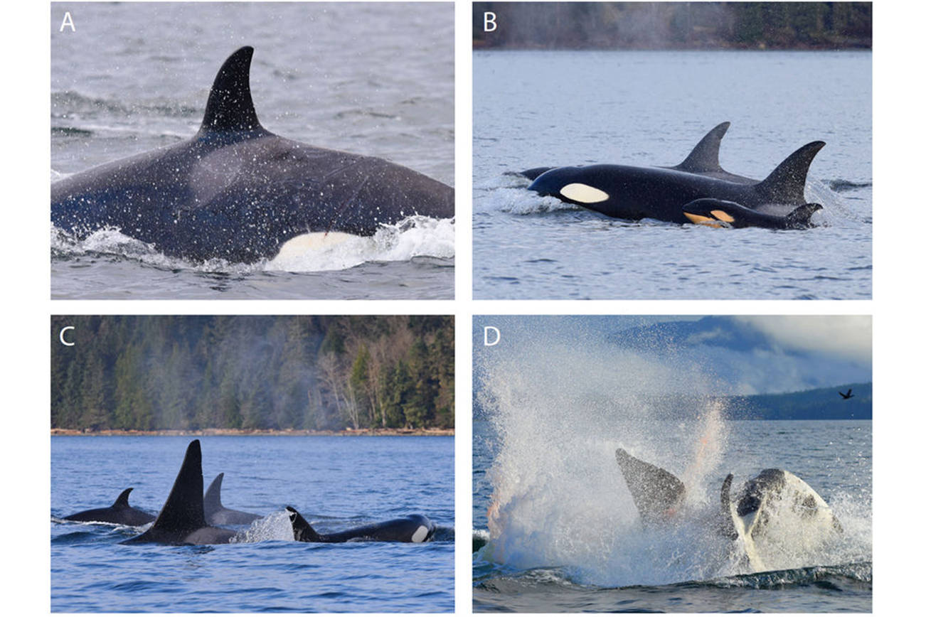 Scientists document rare orca infanticide in Canadian waters