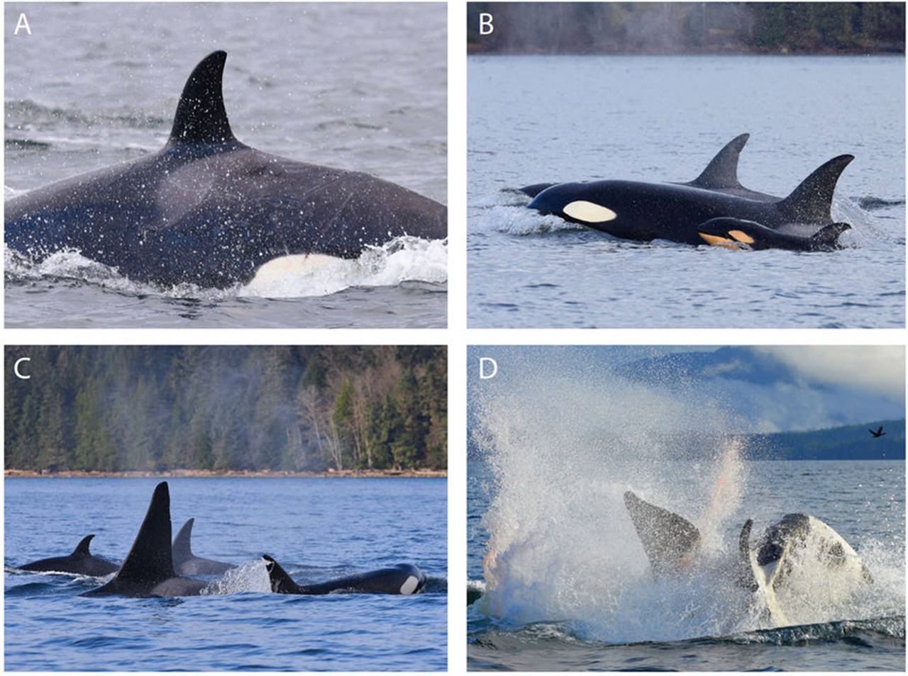 Scientists document rare orca infanticide in Canadian waters