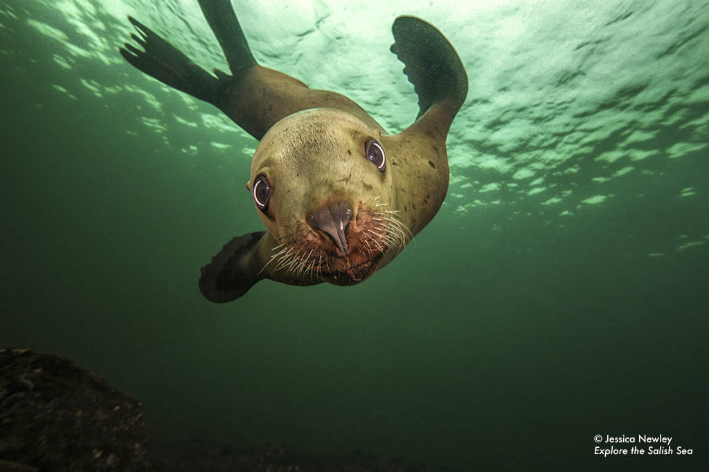 Help SeaDoc Society give Salish Sea books to students at Camp Orkila