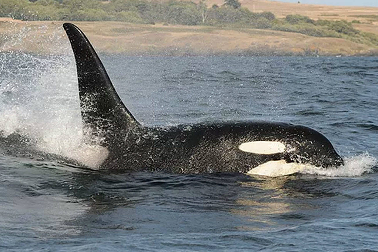 Orca death leads to lowest Southern resident killer whale population in 30 years