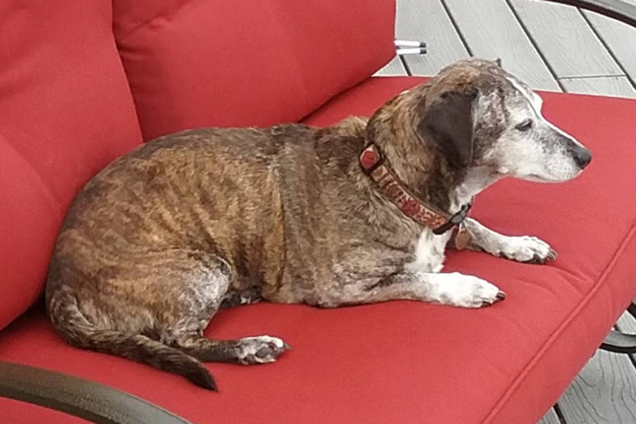 Elderly dog missing from the Highlands